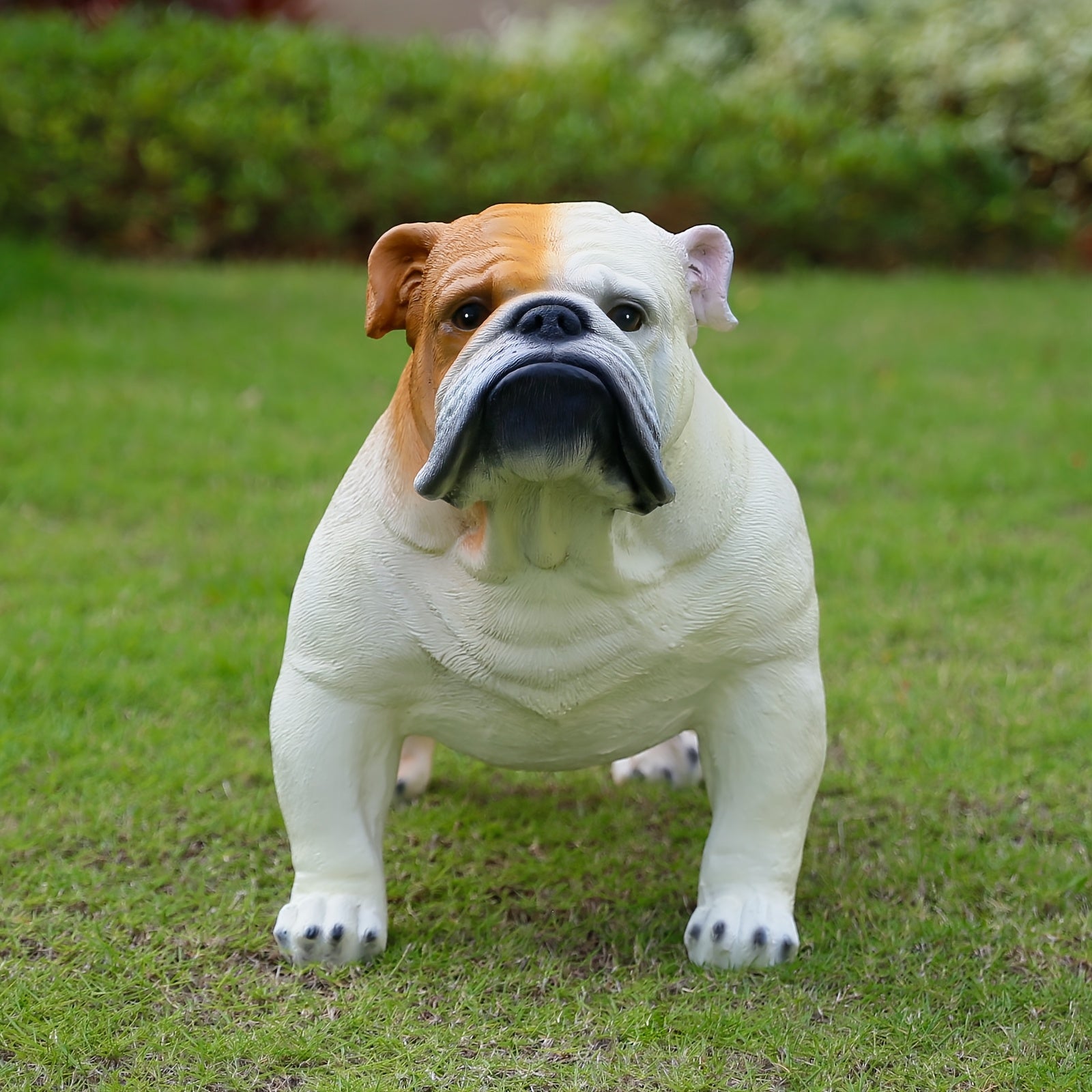 Extra Large English Bulldog