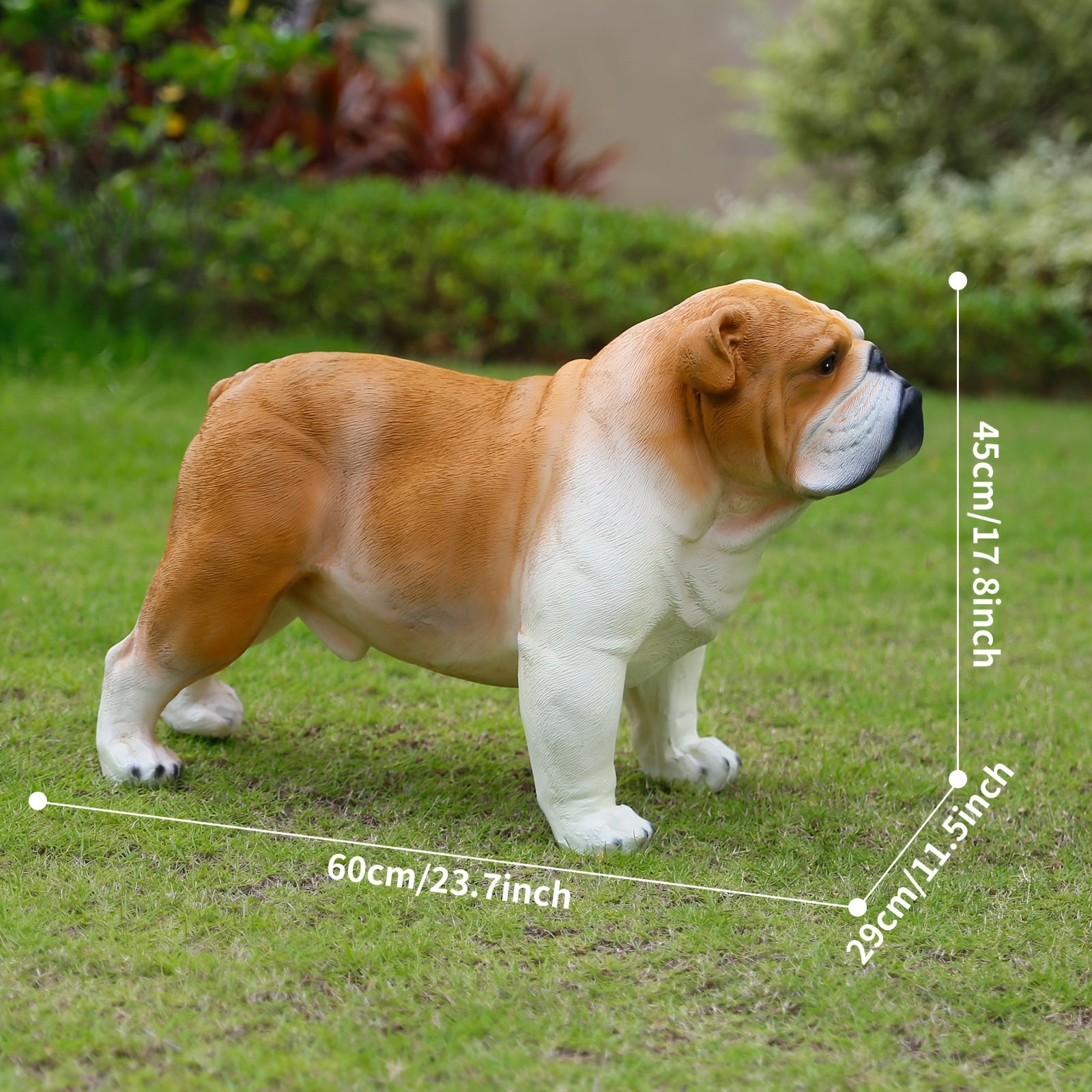 Extra Large English Bulldog