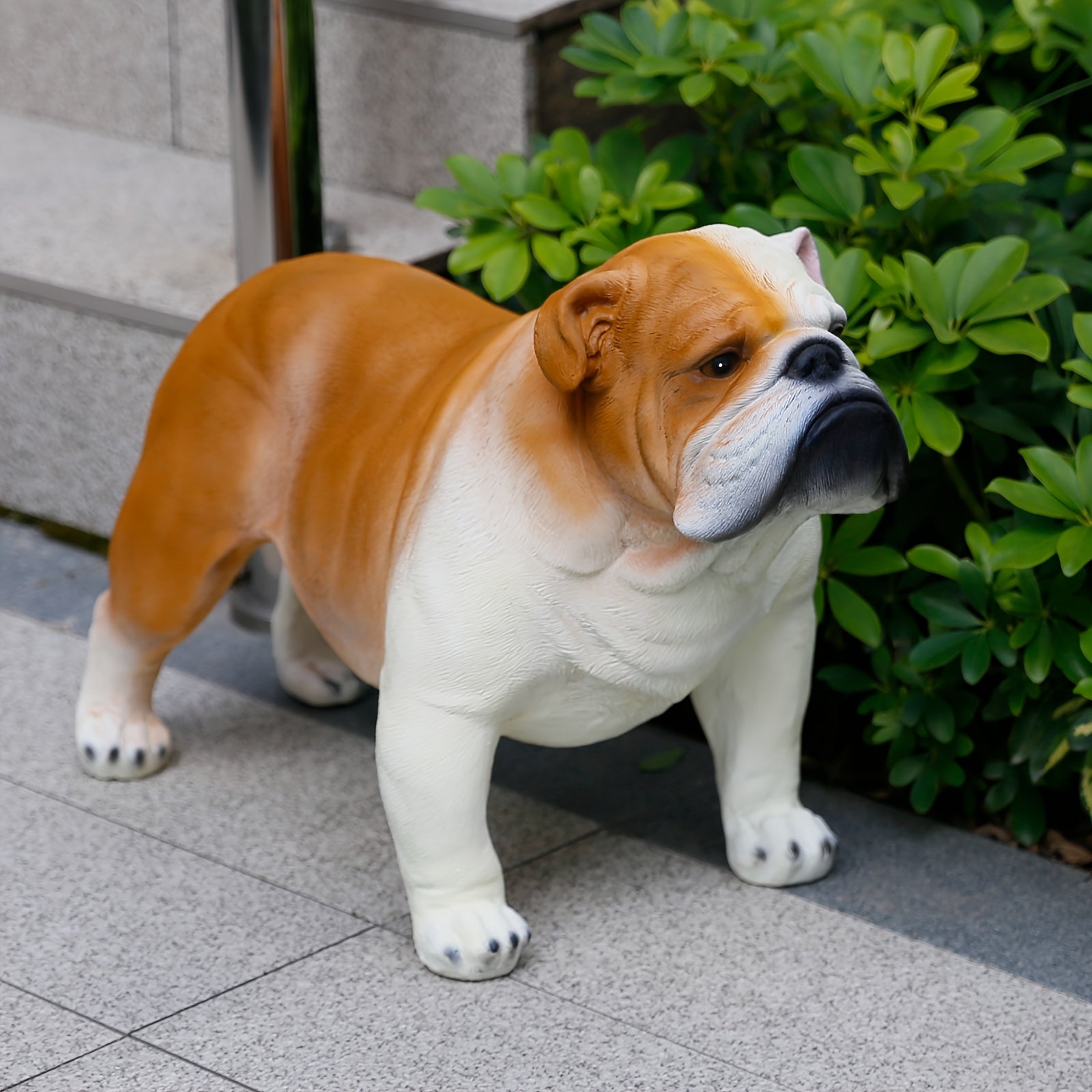 Extra Large English Bulldog