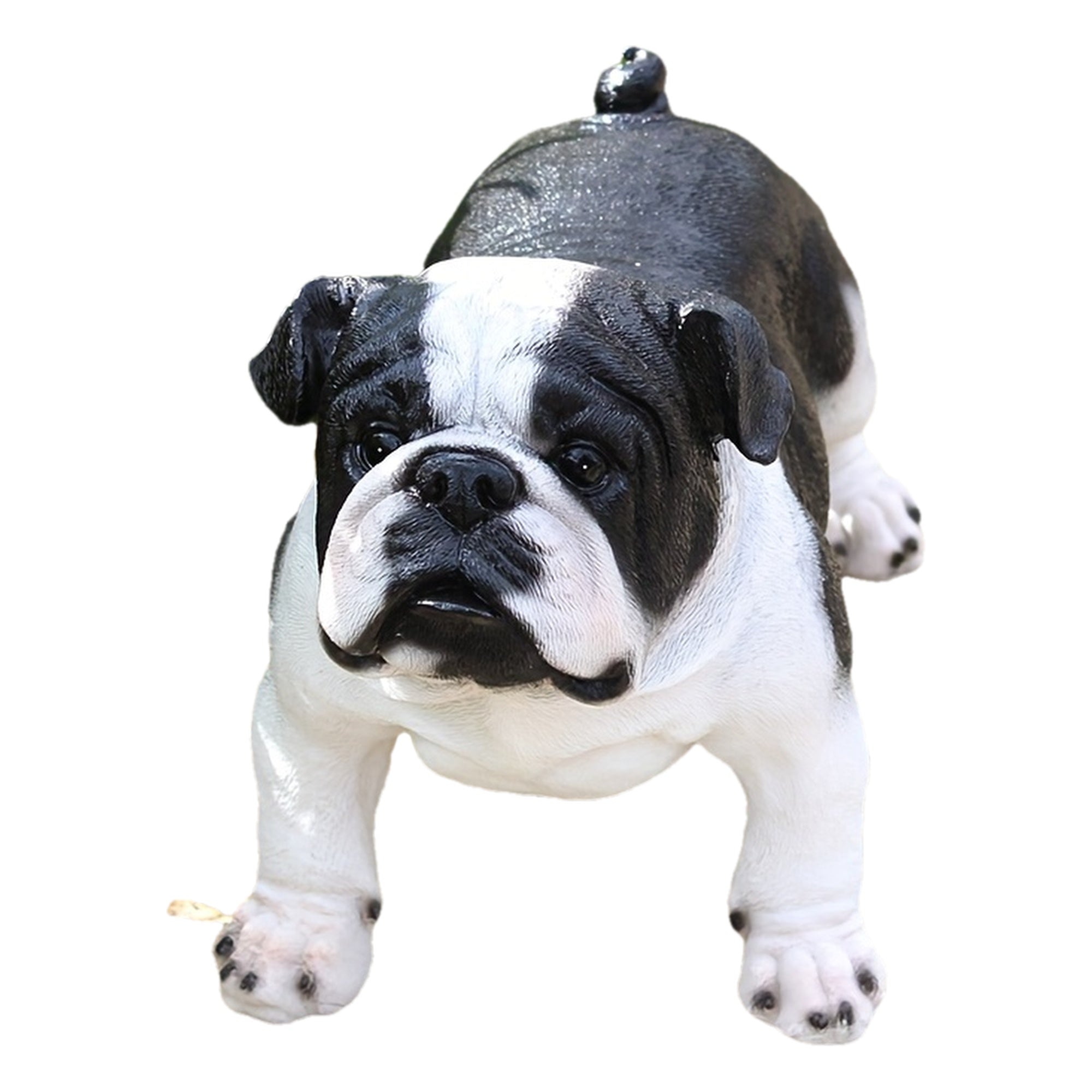 Extra Large French Bulldog