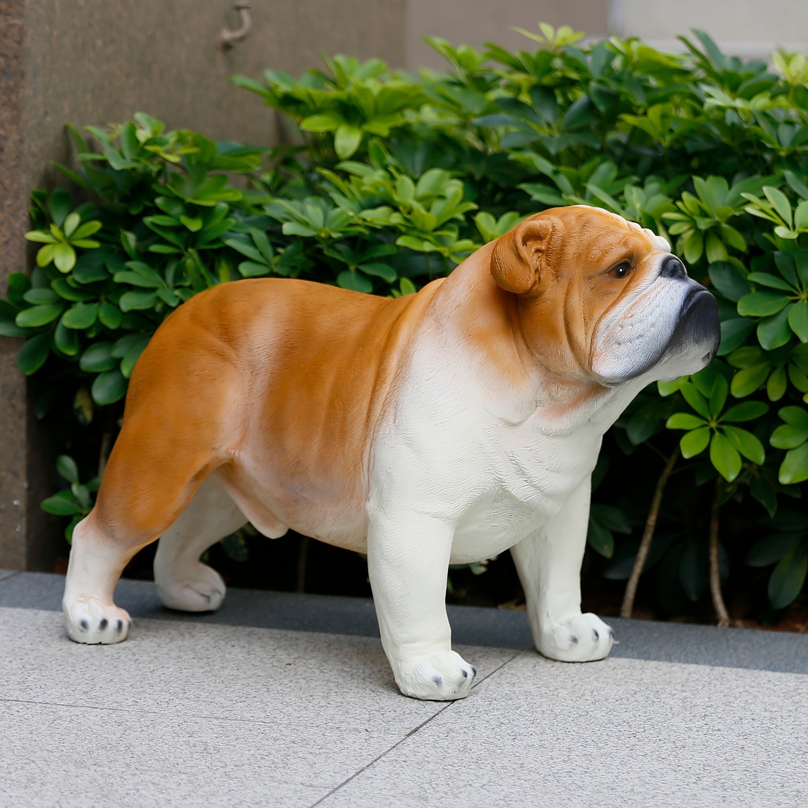 Extra Large English Bulldog