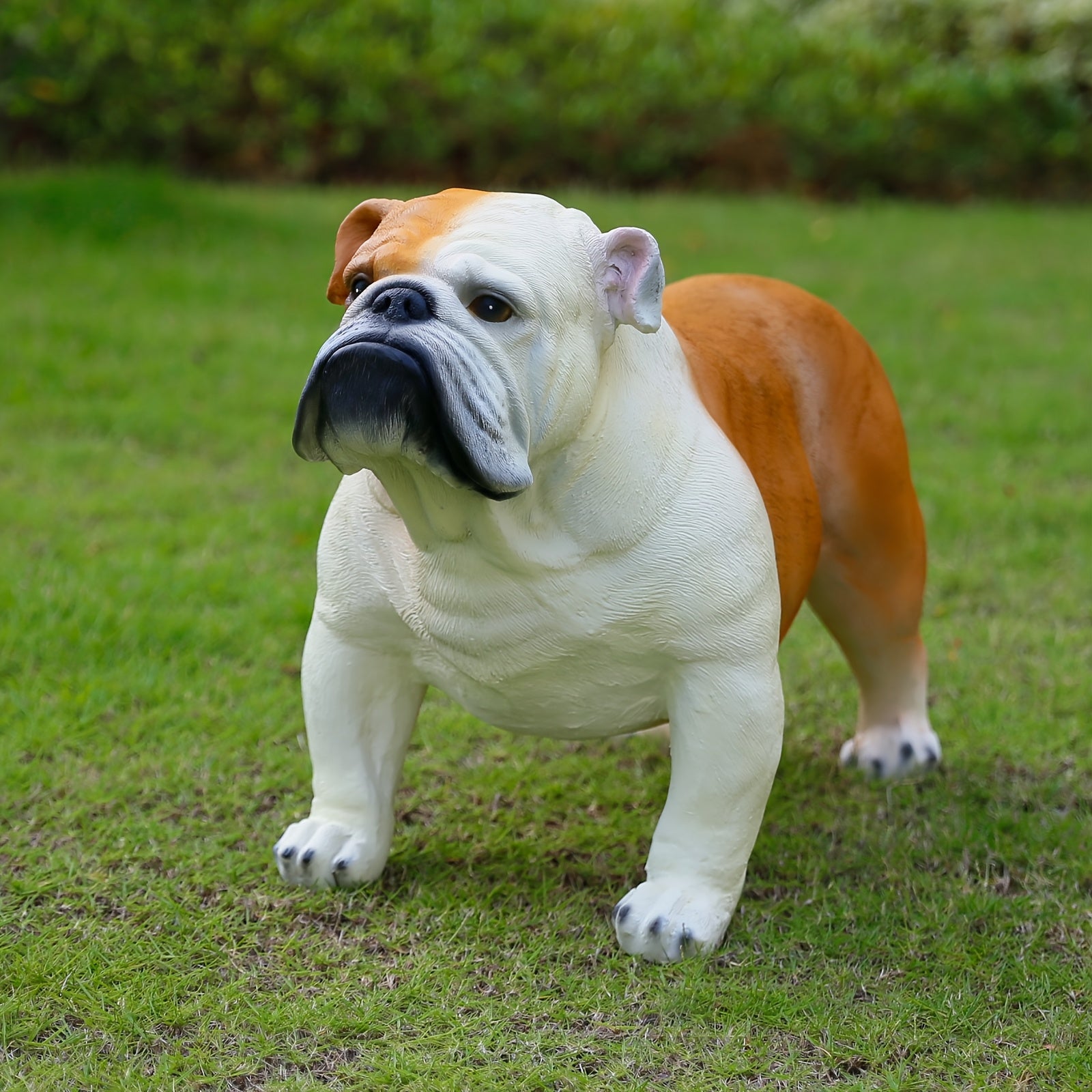 Extra Large English Bulldog
