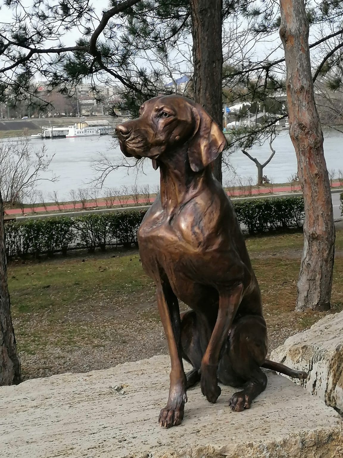 To-Scale Bronze Vizsla Sculpture –  (Only 4 Pieces)