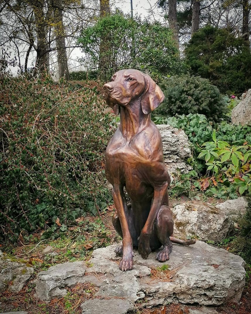 To-Scale Bronze Vizsla Sculpture –  (Only 4 Pieces)