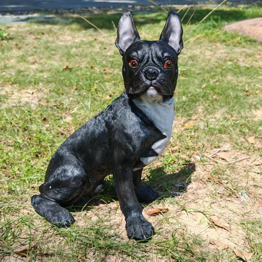 Large French Bulldog/Boxer