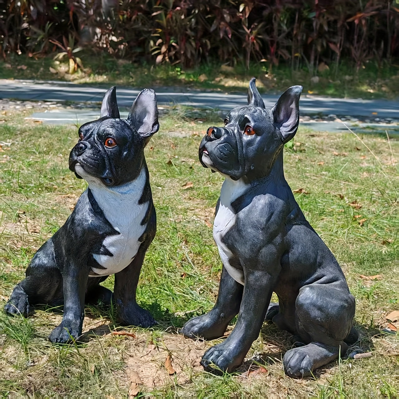 Large French Bulldog/Boxer