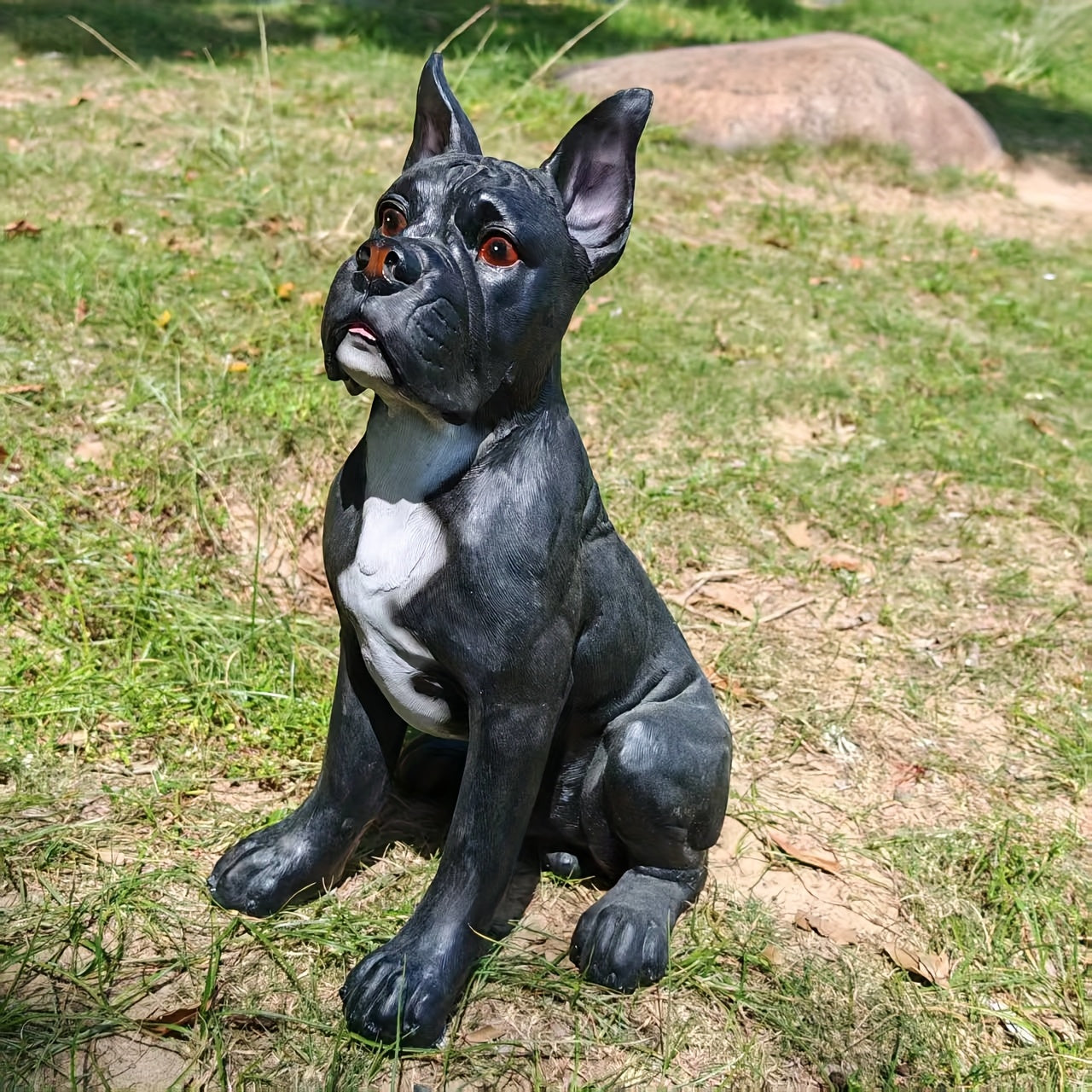 Large French Bulldog/Boxer