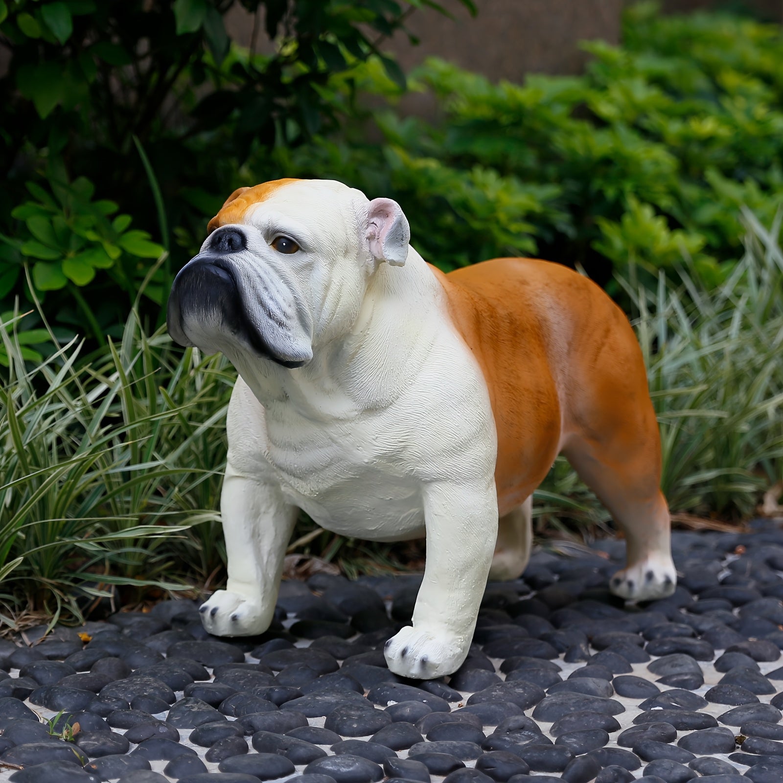 Extra Large English Bulldog
