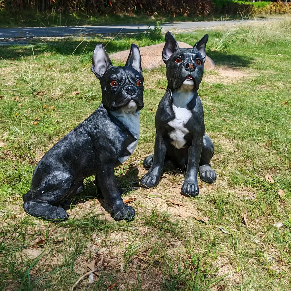 Large French Bulldog/Boxer